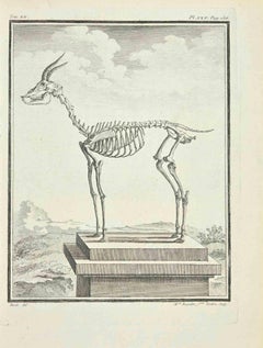 The Skeleton - Etching by Madeline Rousselet - 1771