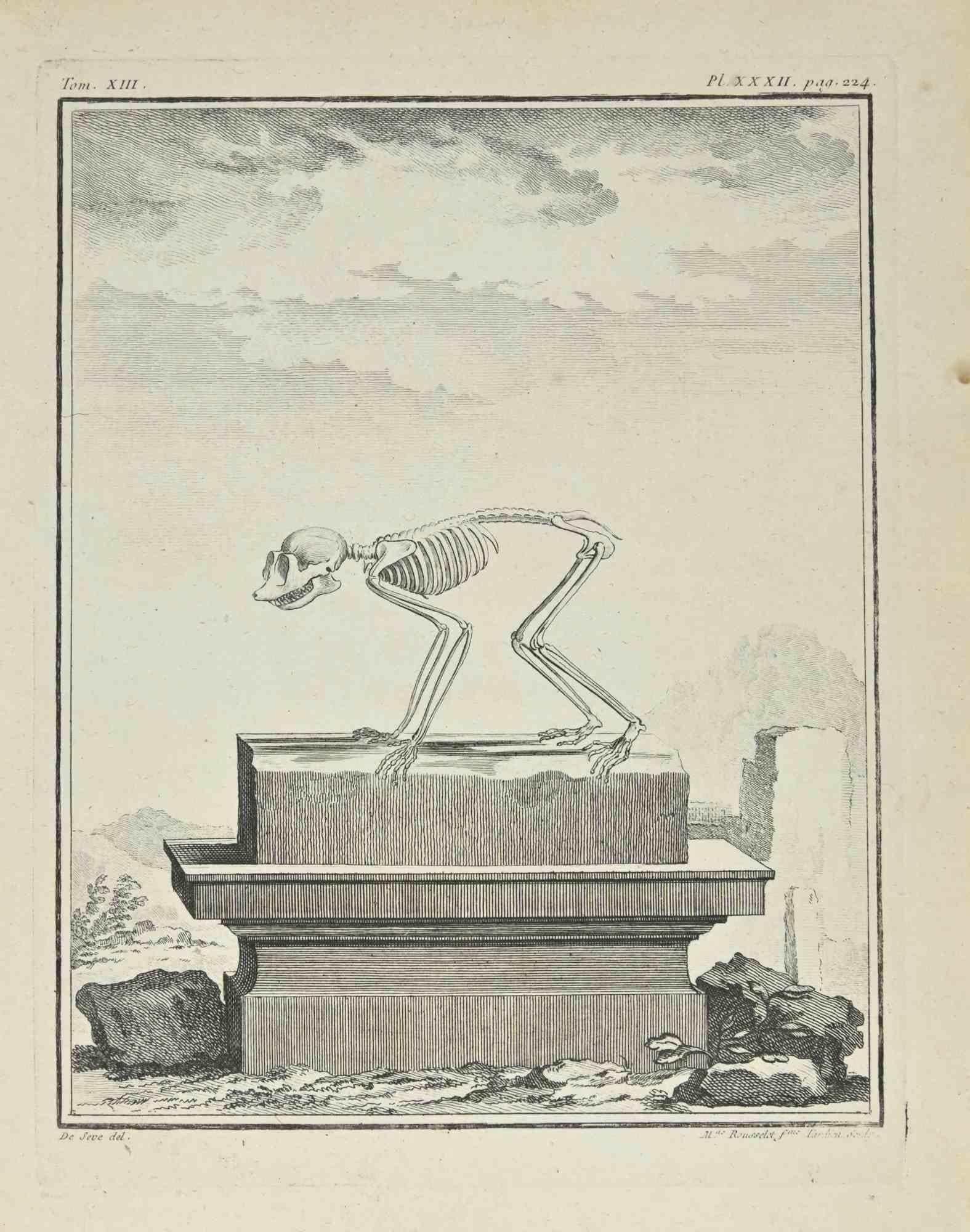The Skeleton is an etching realized by Juste Madeline Rousselet in 1771.

It belongs to the suite "Histoire Naturelle de Buffon".

The Artist's signature is engraved lower right.

Good conditions