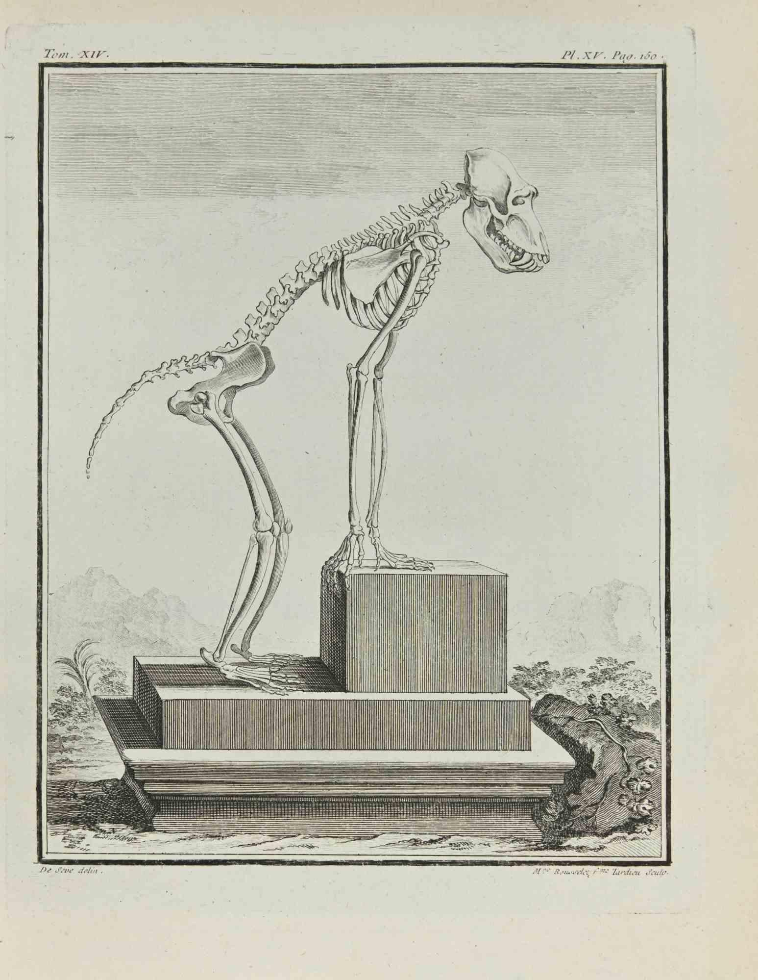 The Skeleton is an etching realized by Juste Madeline Rousselet in 1771.

It belongs to the suite "Histoire Naturelle de Buffon".

The Artist's signature is engraved lower right.

Good conditions