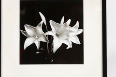 "Madonna Lilies", Black and White Photograph, Greg Bruce, 1997, USA