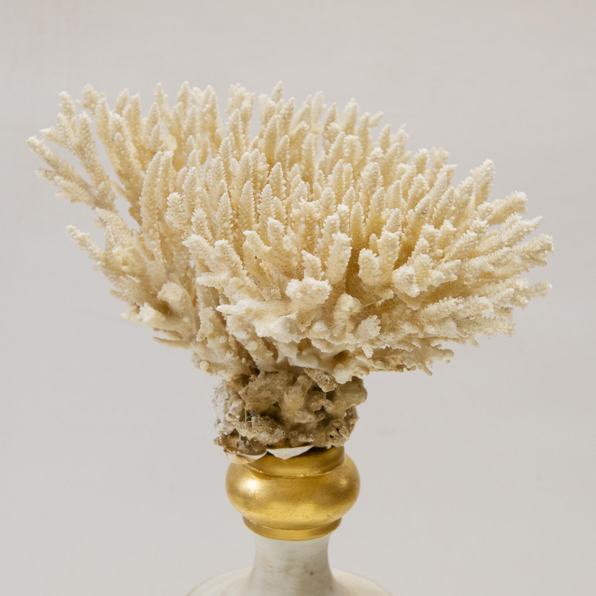 Madrepora and shells on wooden vase with gilt edges.  Simple and elegant, can be set anywhere.