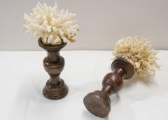 Madrepora and Shells Sculpture on Wooden Bases, Contemporary Design