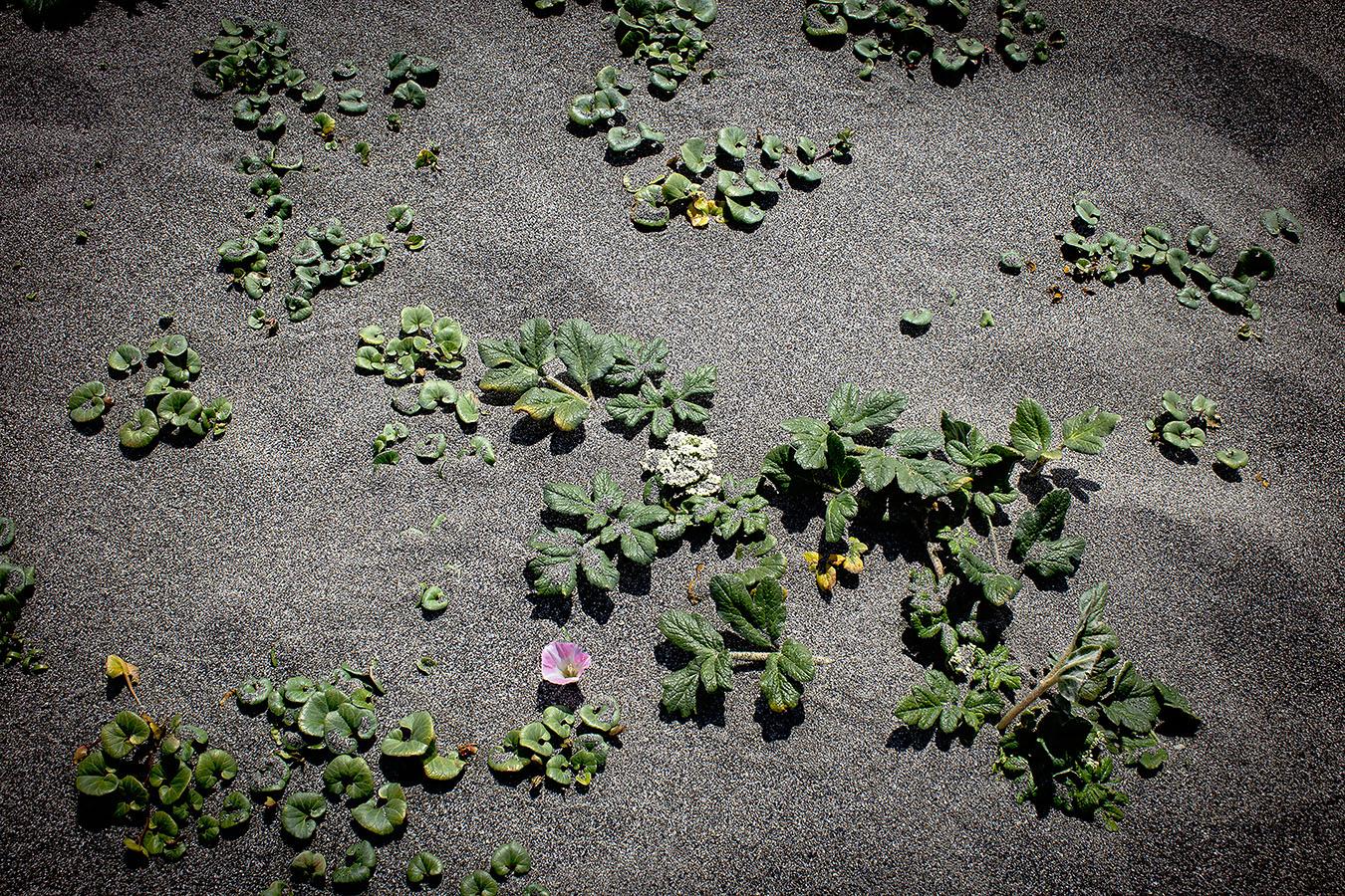 Mettre en valeur et capturer la beauté naturelle brute des paysages de la côte californienne, de l'Oregon, du Colorado, de l'Arizona et du Wyoming.

La beauté naturelle brute de la côte de l'Oregon est mise en valeur :

Rêverie côtière,