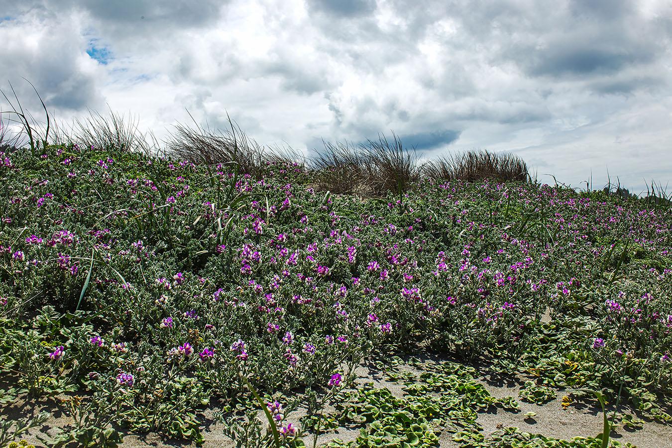 30x72 in. Oregon Flower Coast Nature, non encadré C Prints for 2 panels - Gris Landscape Photograph par MAE Curates