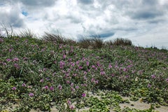 48x72in. Pink Jewel, Oregon Coast, Landscape Photography unframed C Print