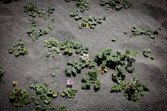 48x72in. Pink Jewel, Oregon Coast, Landscape Photography unframed C Print