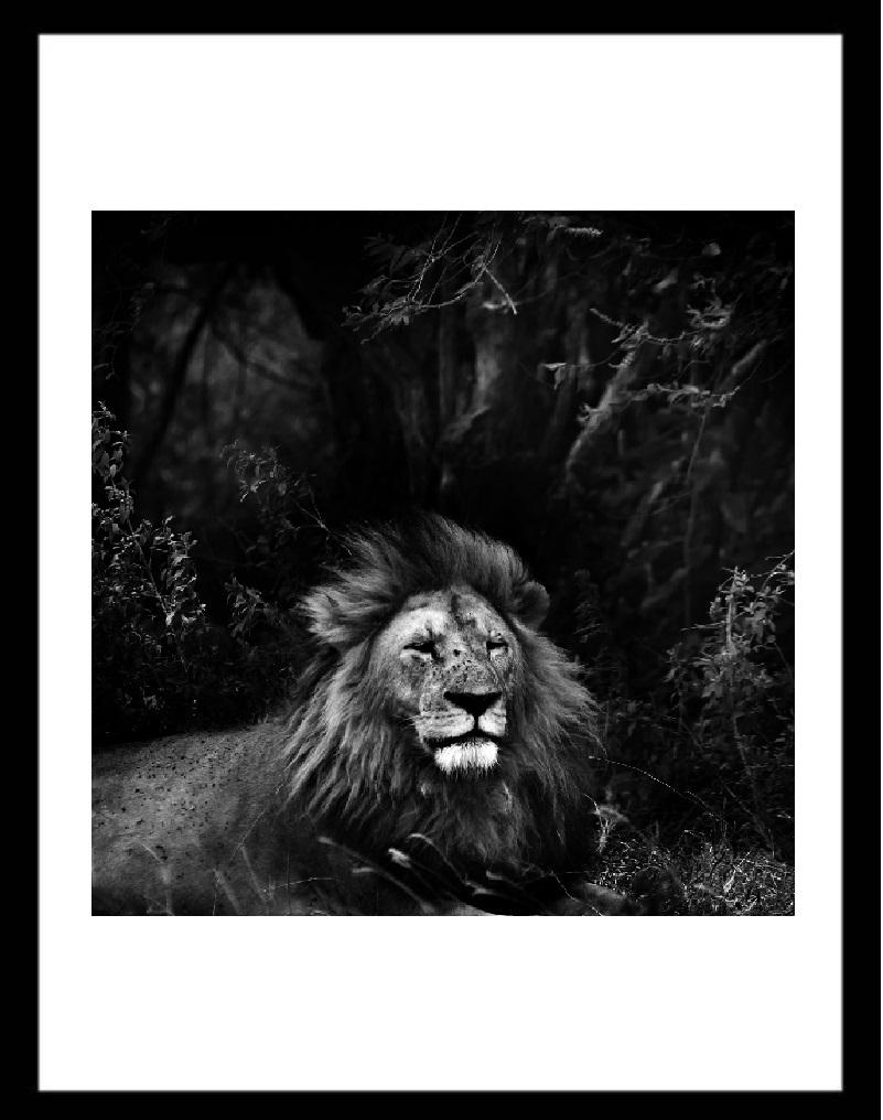 Le lion - photos d'animaux sauvages - Photograph de MAE Curates