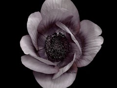 Photographie - Série de fleurs (30 x 40 image)