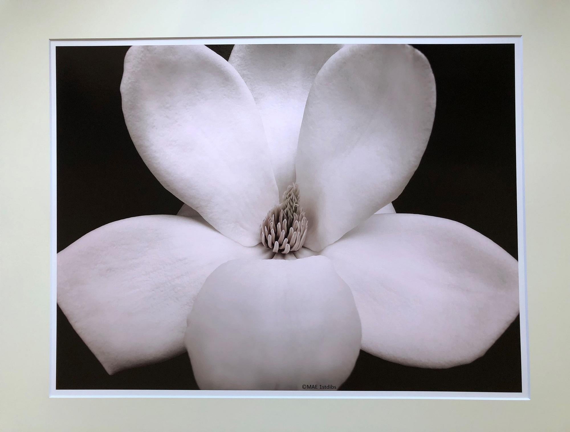 MAE Curates Still-Life Photograph - Photography - Flower Series (Medium size, matted)