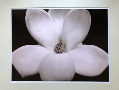 Photography - Flower Series (Medium size, matted)