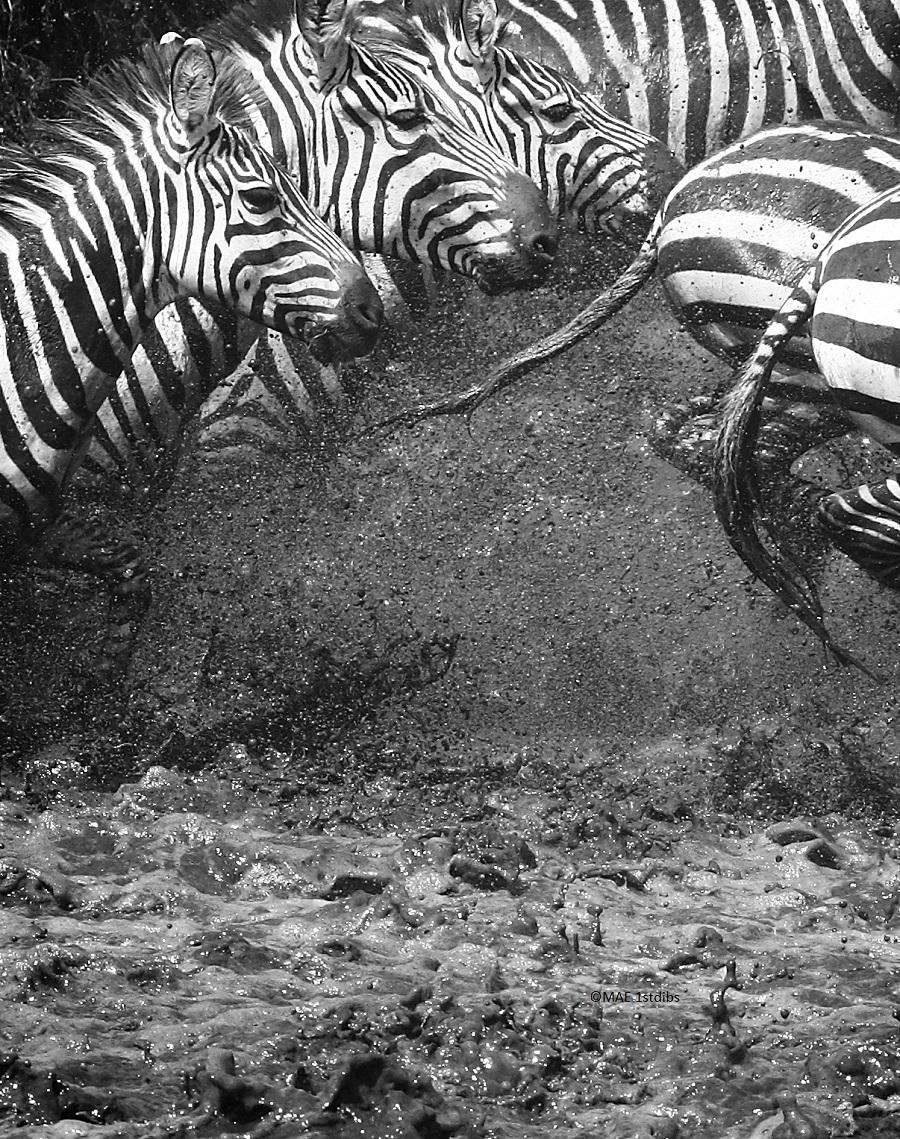 MAE Curates Black and White Photograph – Zebras ""Splash"" - Tier-Wildlife-Bilder