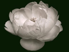 Zen Beauty - Photographie contemporaine en noir et blanc de la série Flower - medium