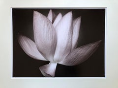 Zen Beauty - Contemporary Floral Still Life - Flower photography series - Lotus