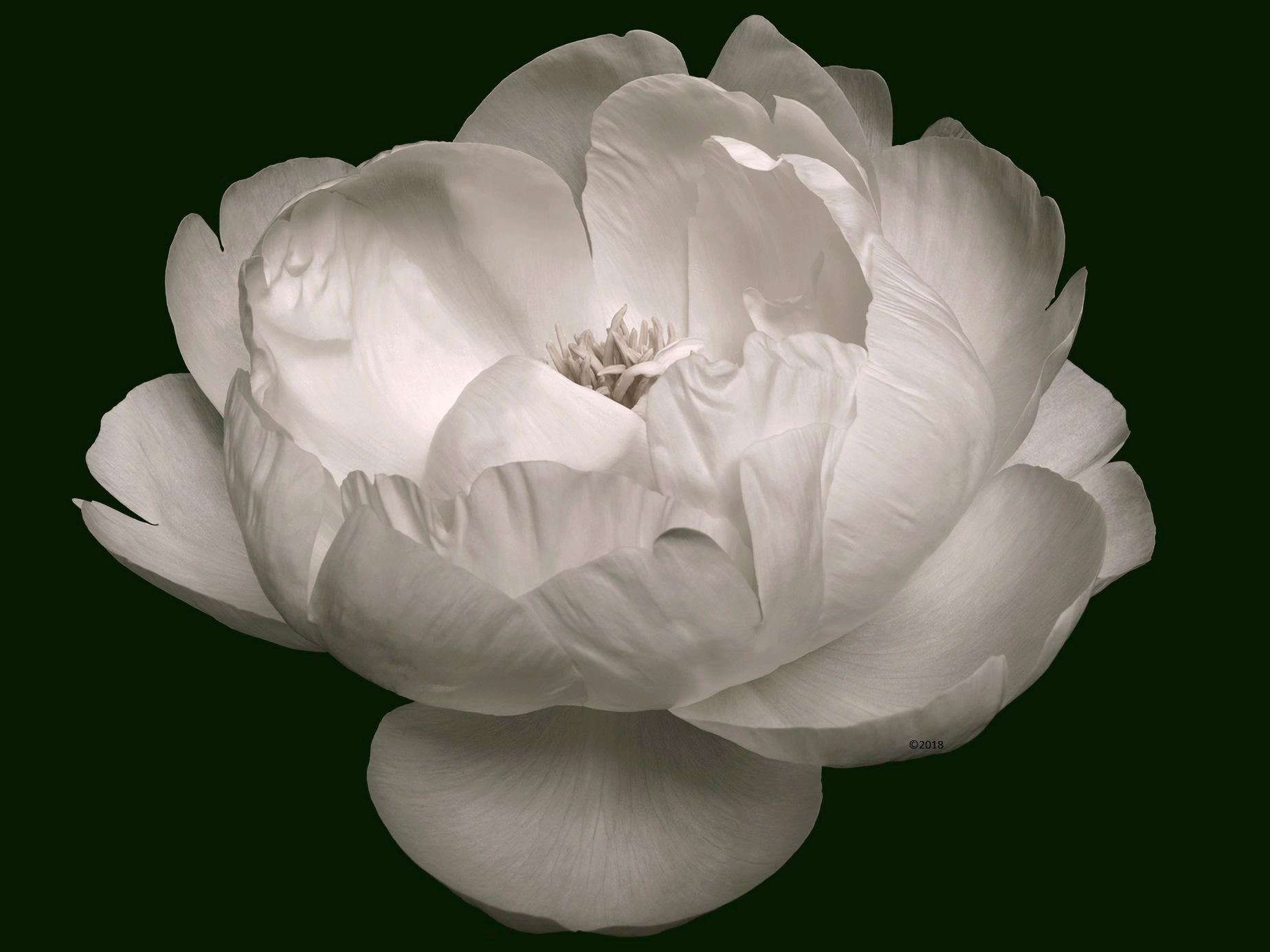 La beauté zen - Nature morte florale contemporaine - Série de photographies de fleurs - Lotus - Noir Figurative Photograph par MAE Curates