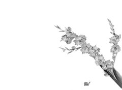 Metamorphosis ears. Limited edition Photograph of the original artist drawing