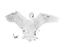 LEDA. Limited edition Photograph of the original artist drawing