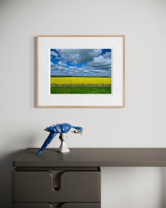 Fields of Gold, Yorkshire Landscape, England, Colour Print, unframed 12 x 16 IN