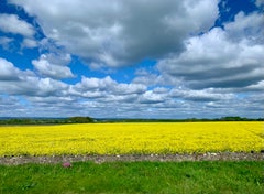 Fields of Gold, Yorkshire Landscape, England, Colour Print, unframed 12 x 16 IN
