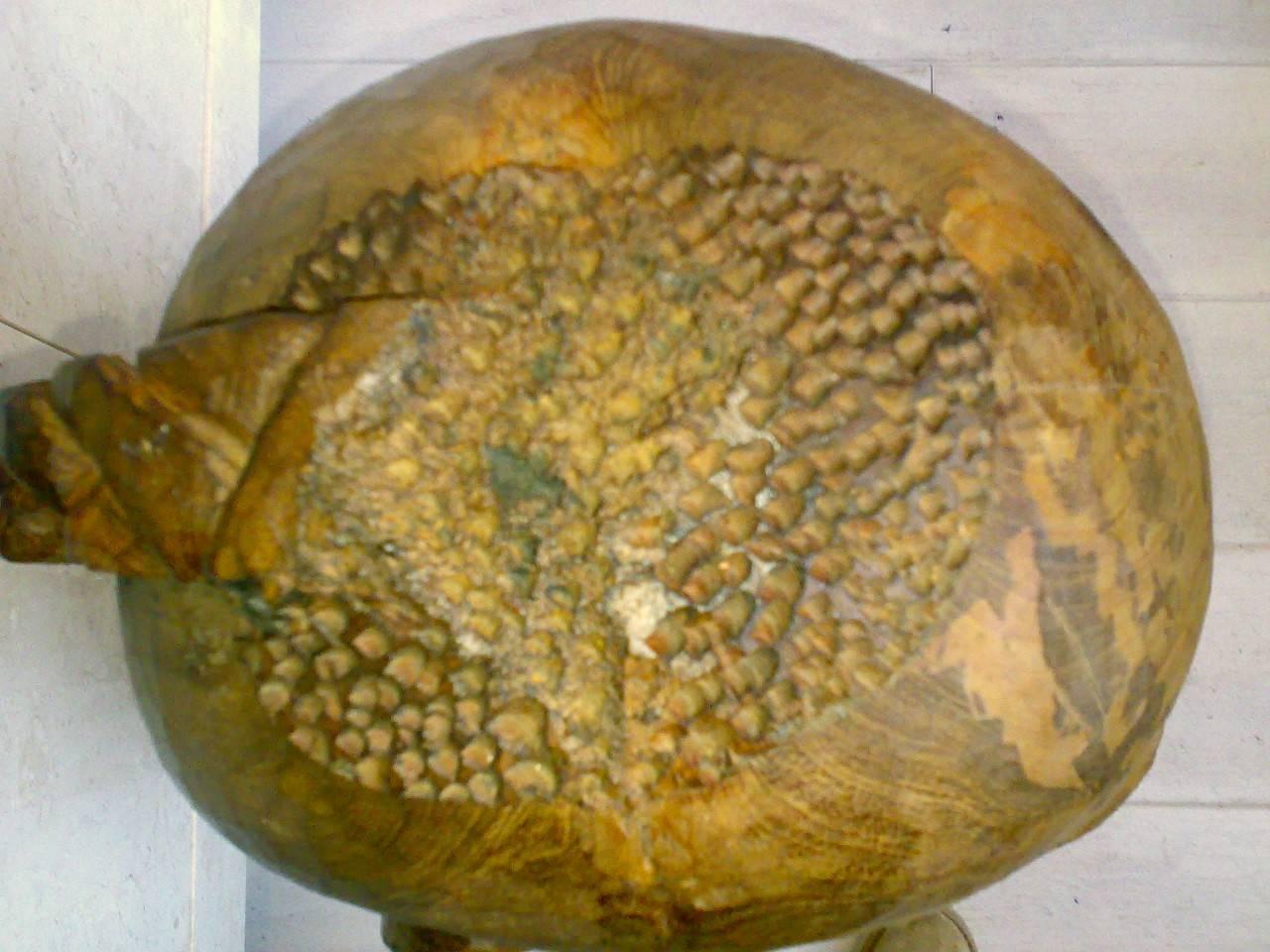 Prächtige große afrikanische Stammes-Hauptkopf-Skulptur aus Holz im Angebot 1