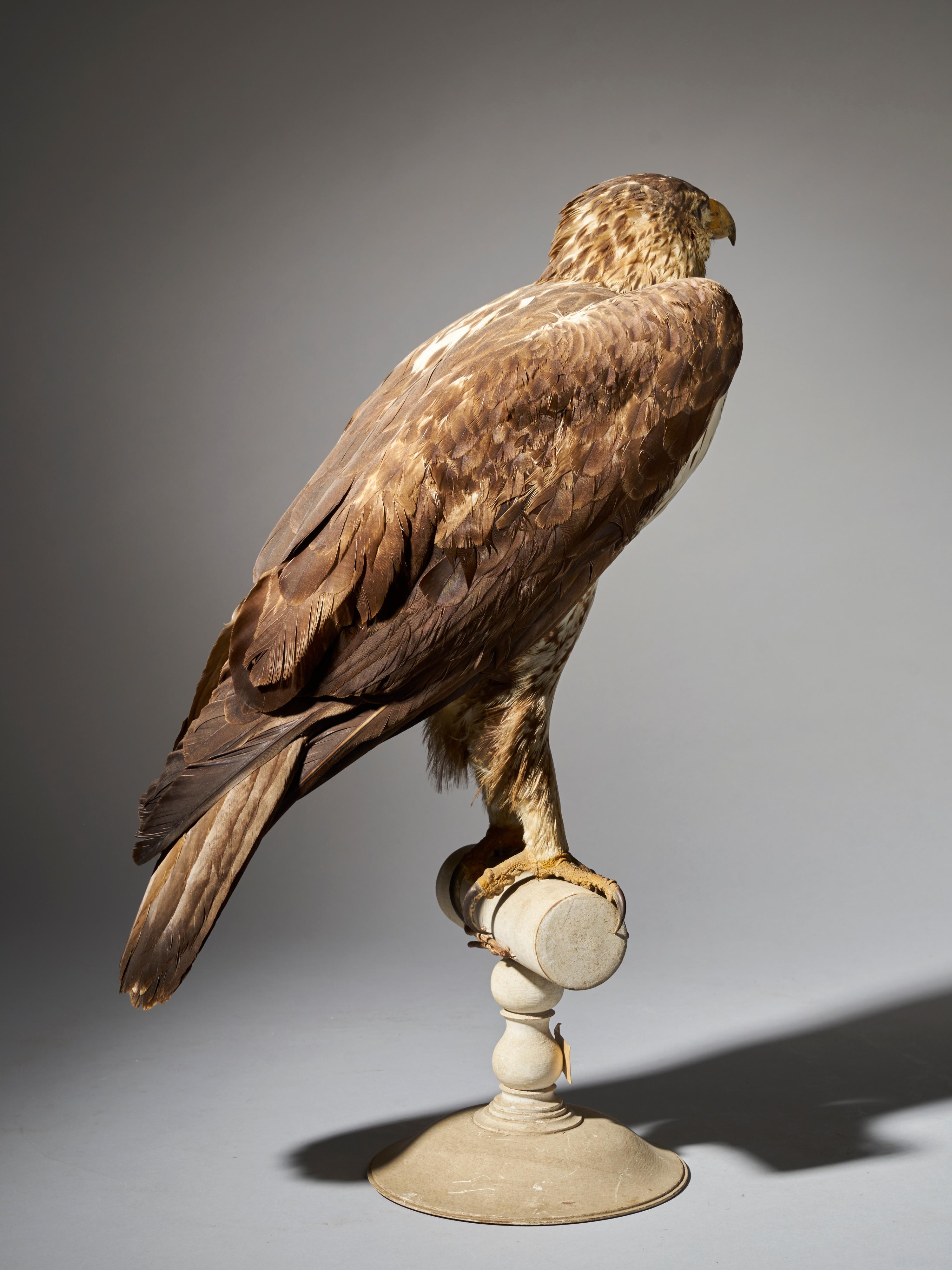 Magnificent Bonelli Female Eagle on Antique White Museum Stand 4