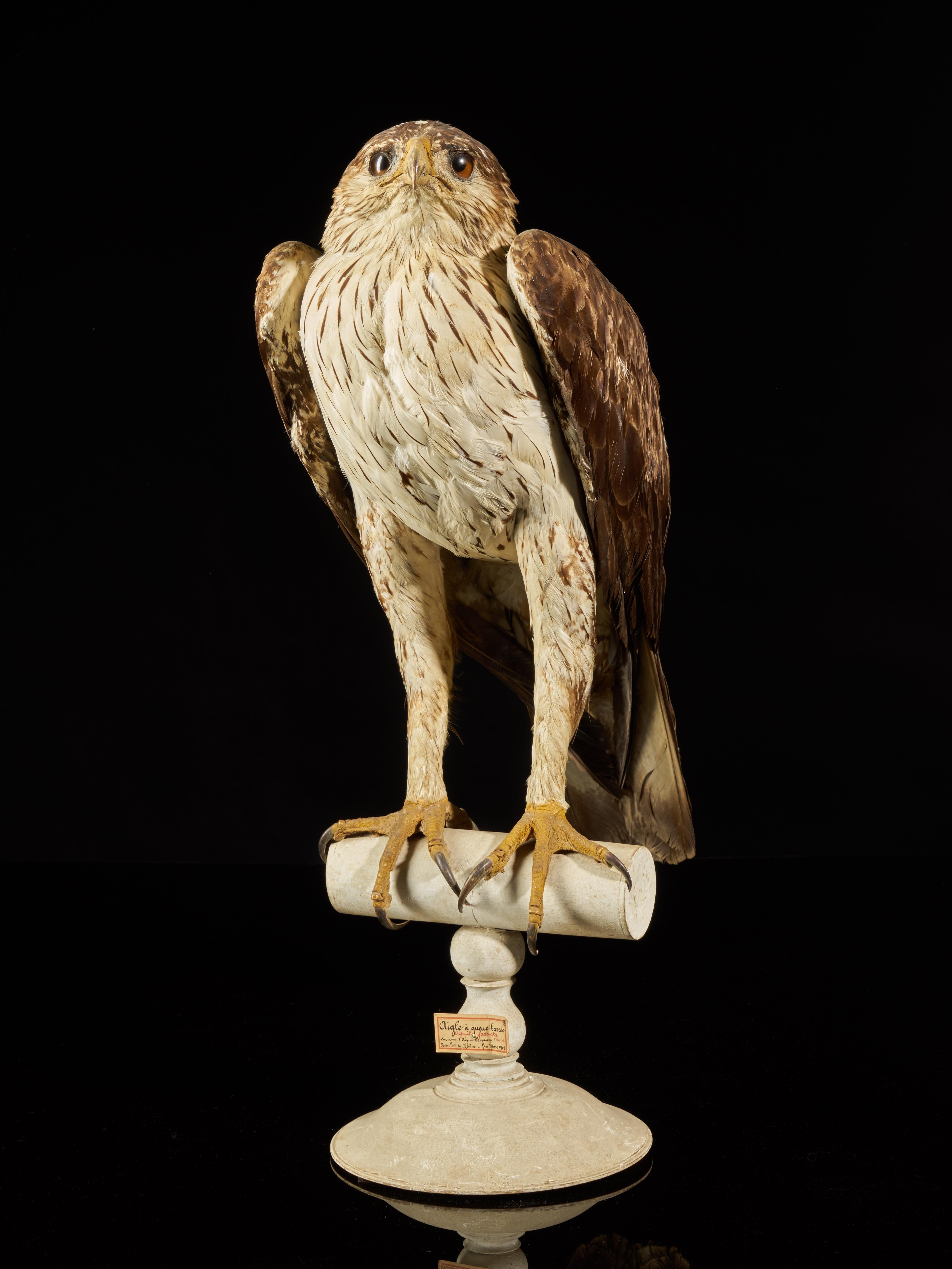 French Magnificent Bonelli Female Eagle on Antique White Museum Stand