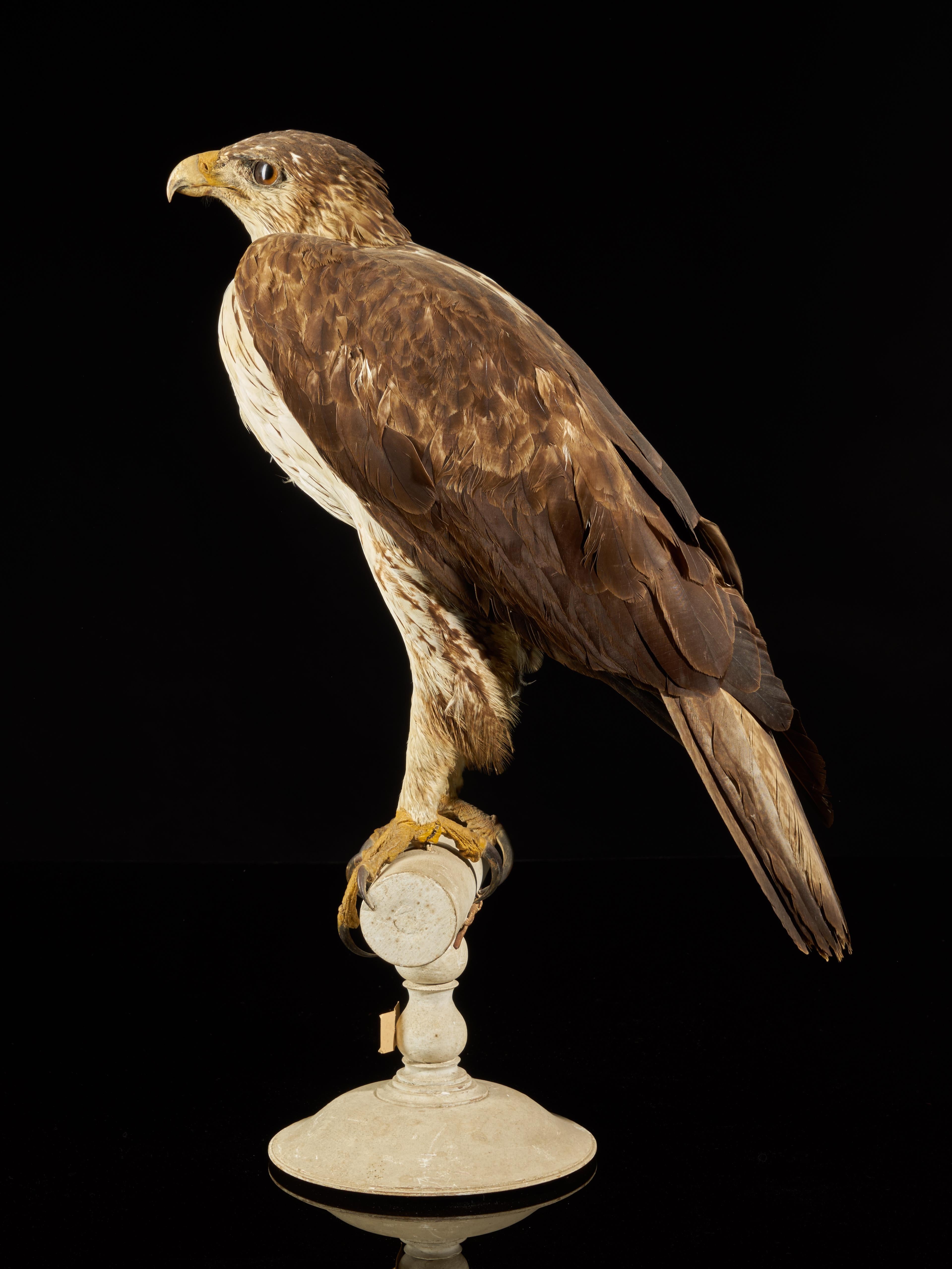 Magnificent Bonelli Female Eagle on Antique White Museum Stand In Good Condition In Leuven , BE
