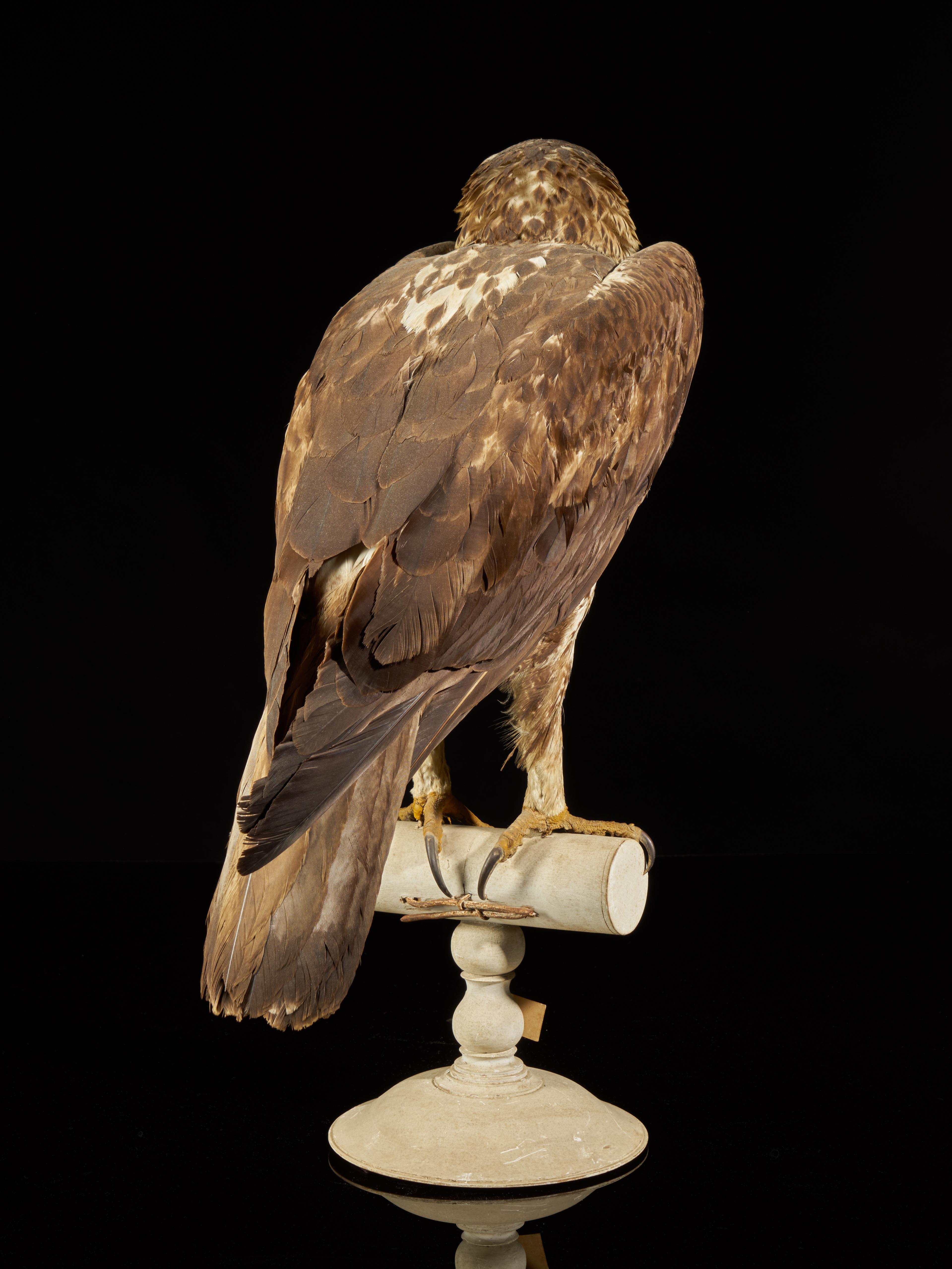 Early 20th Century Magnificent Bonelli Female Eagle on Antique White Museum Stand