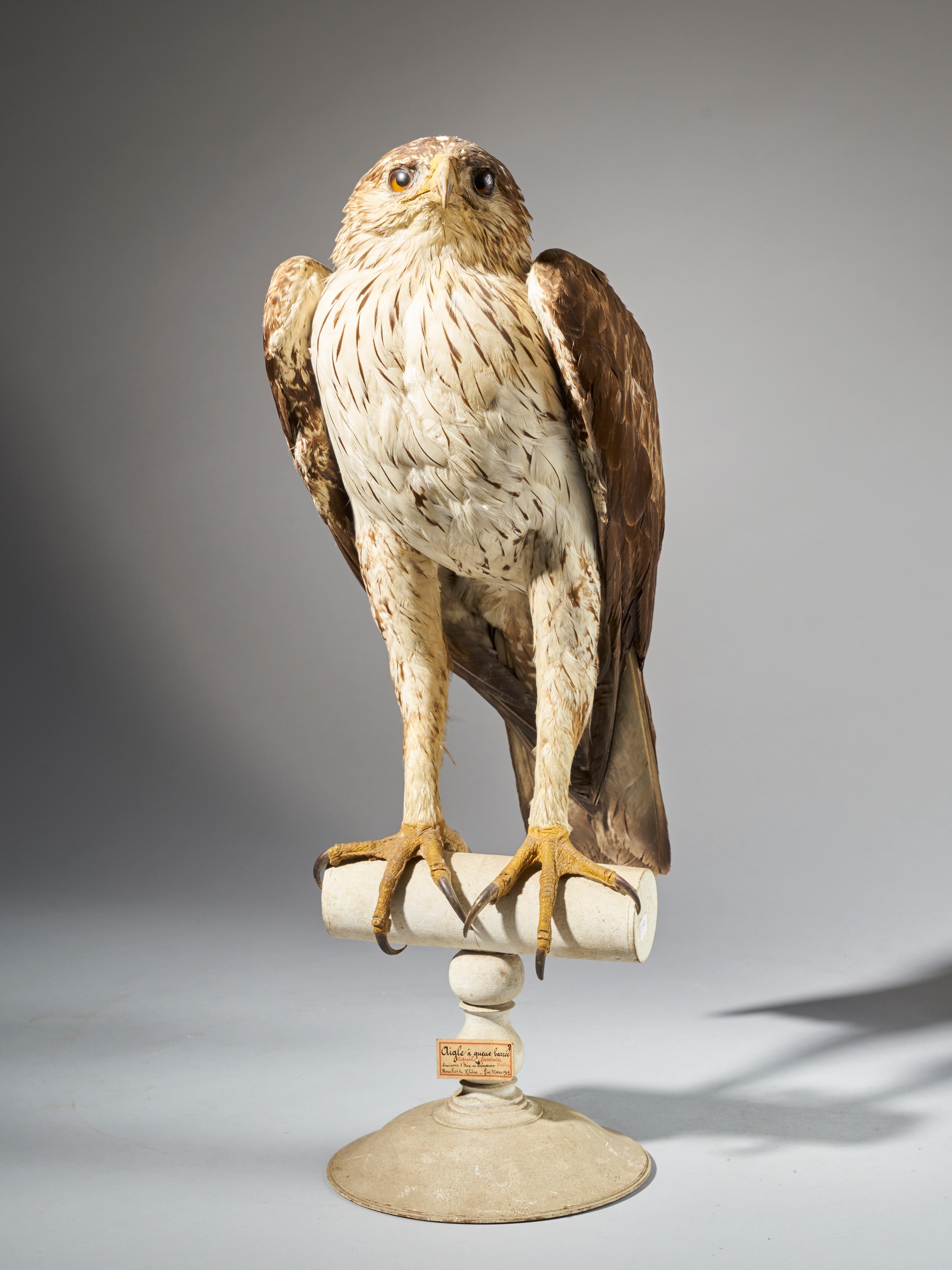 Magnificent Bonelli Female Eagle on Antique White Museum Stand 1
