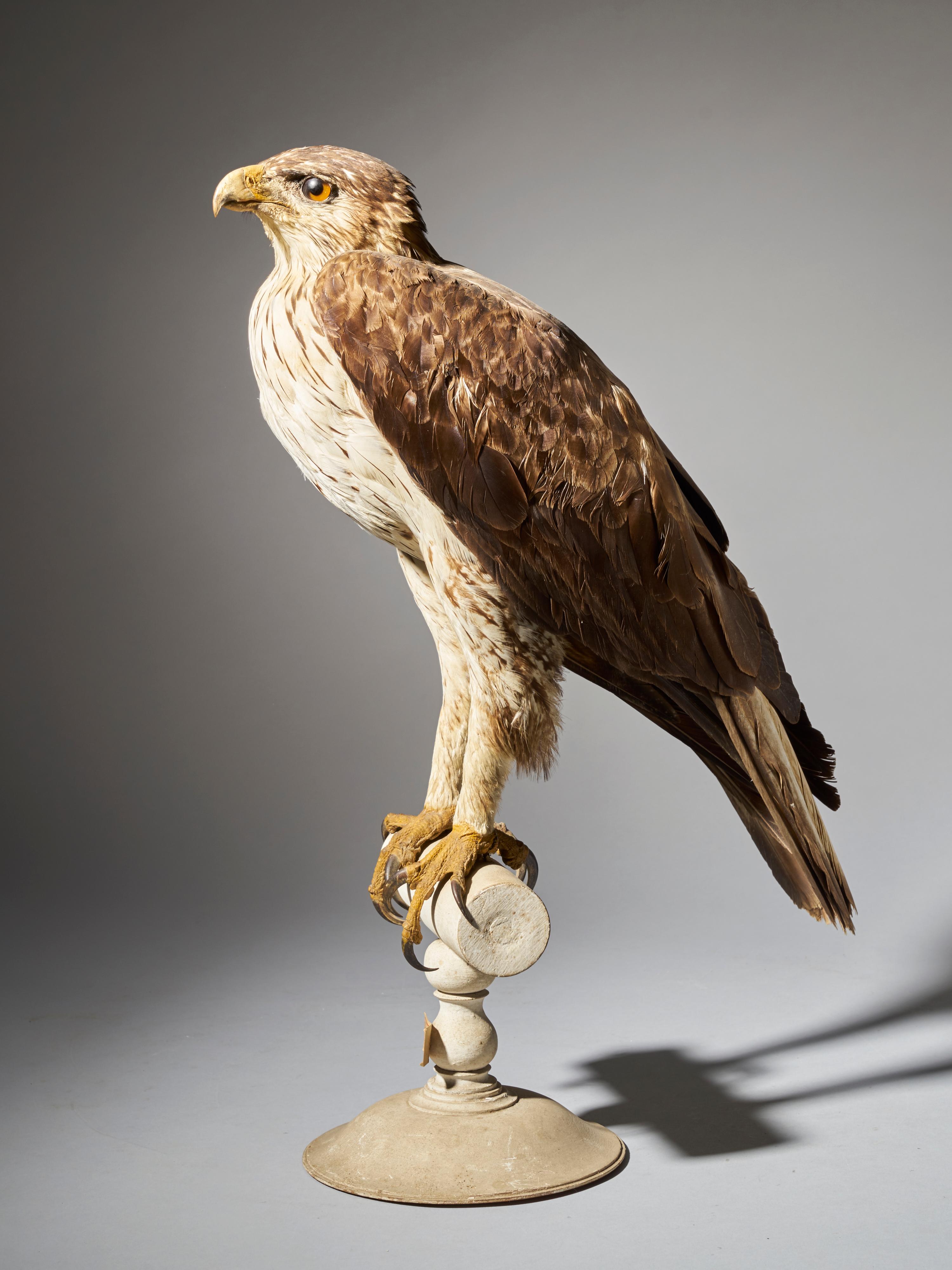 Magnificent Bonelli Female Eagle on Antique White Museum Stand 2