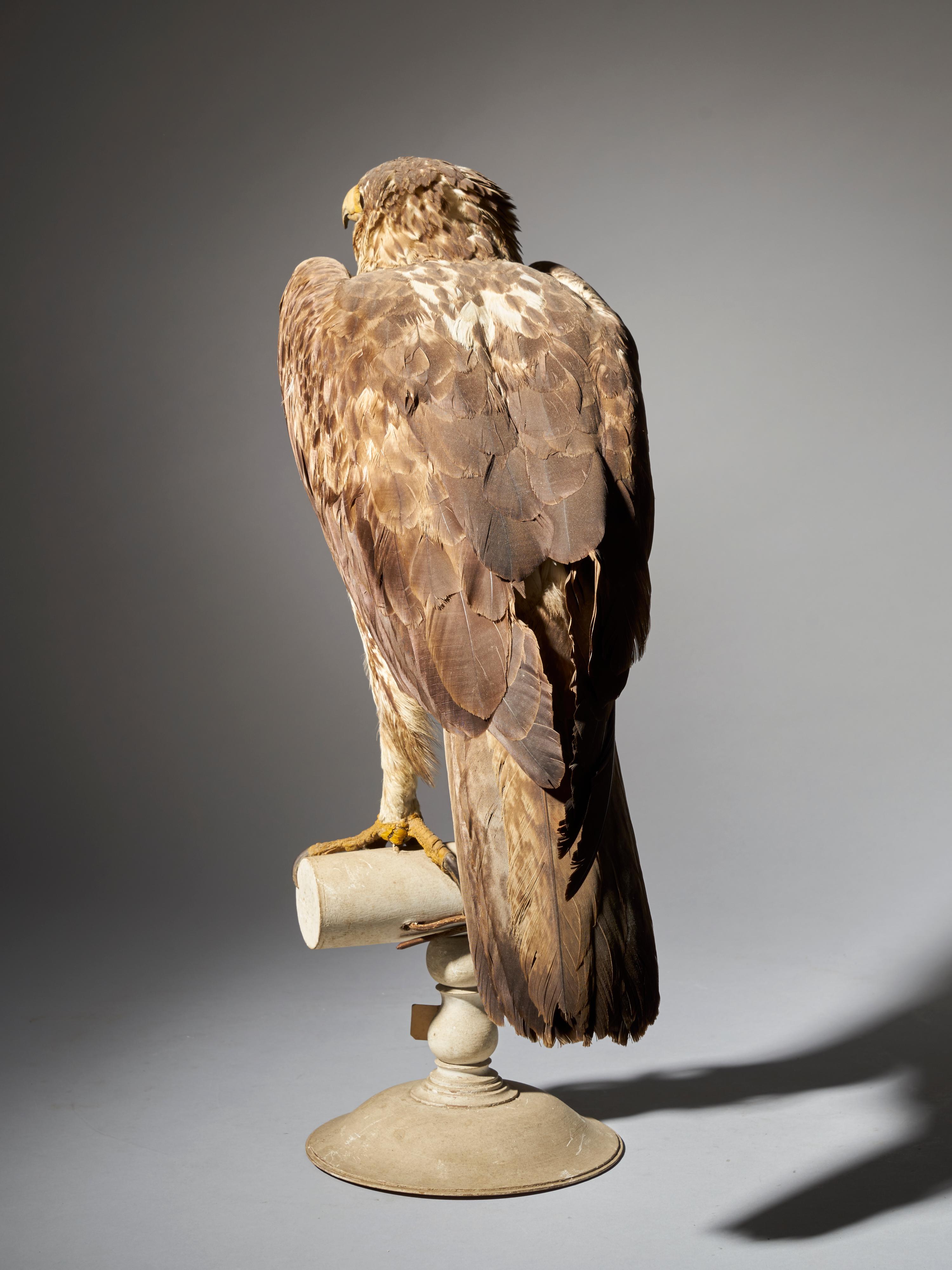 Magnificent Bonelli Female Eagle on Antique White Museum Stand 3