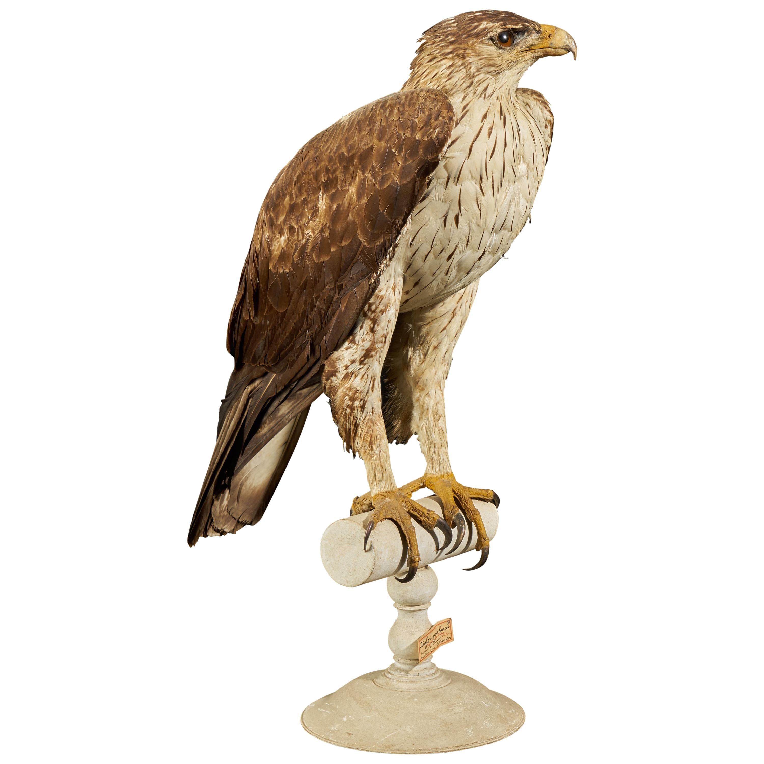 Magnificent Bonelli Female Eagle on Antique White Museum Stand