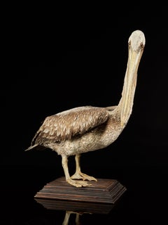 Magnificent Brown Pelican on Wooden Stand
