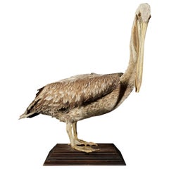 Vintage Magnificent Brown Pelican on Wooden Stand