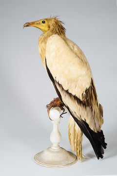 Magnificent Egyptian Vulture 'Neophron Percnopterus'