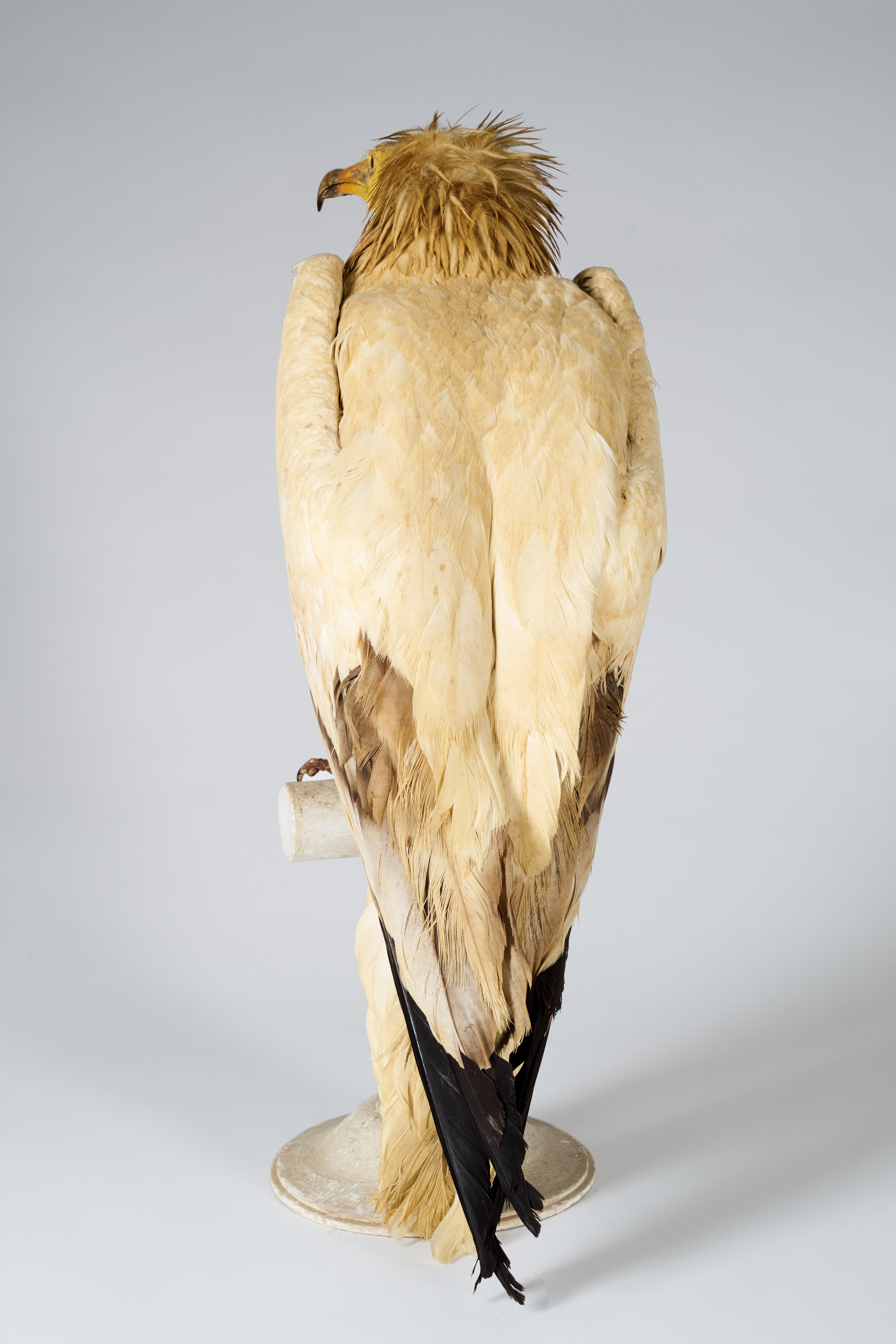 taxidermy vulture for sale
