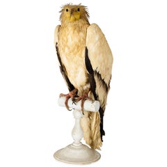 Magnificent Egyptian Vulture 'Neophron Percnopterus'