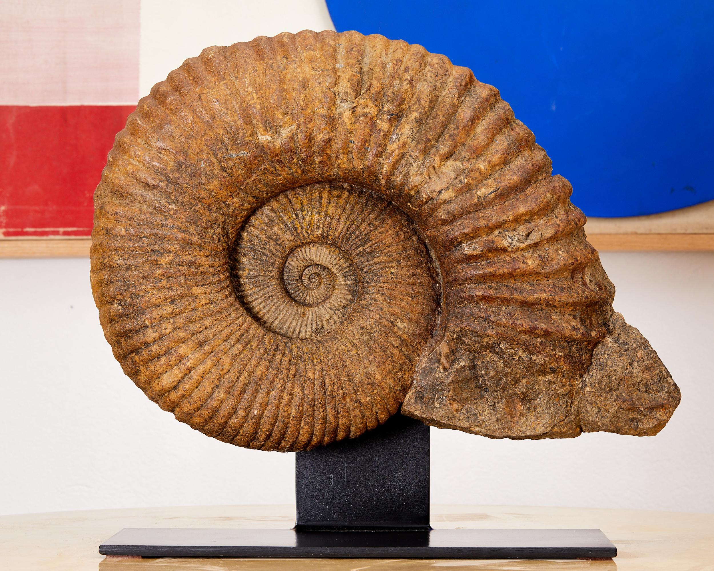 Magnifique fossile, ammonite, avec environ 335 millions d'années d'existence. en vente 2