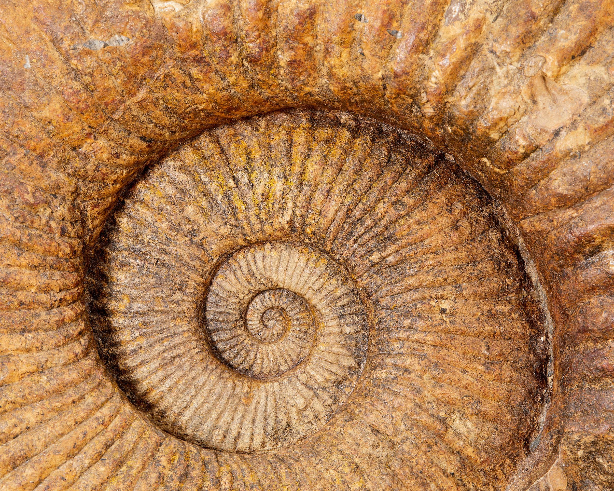 Magnifique fossile, ammonite, avec environ 335 millions d'années d'existence. en vente 3