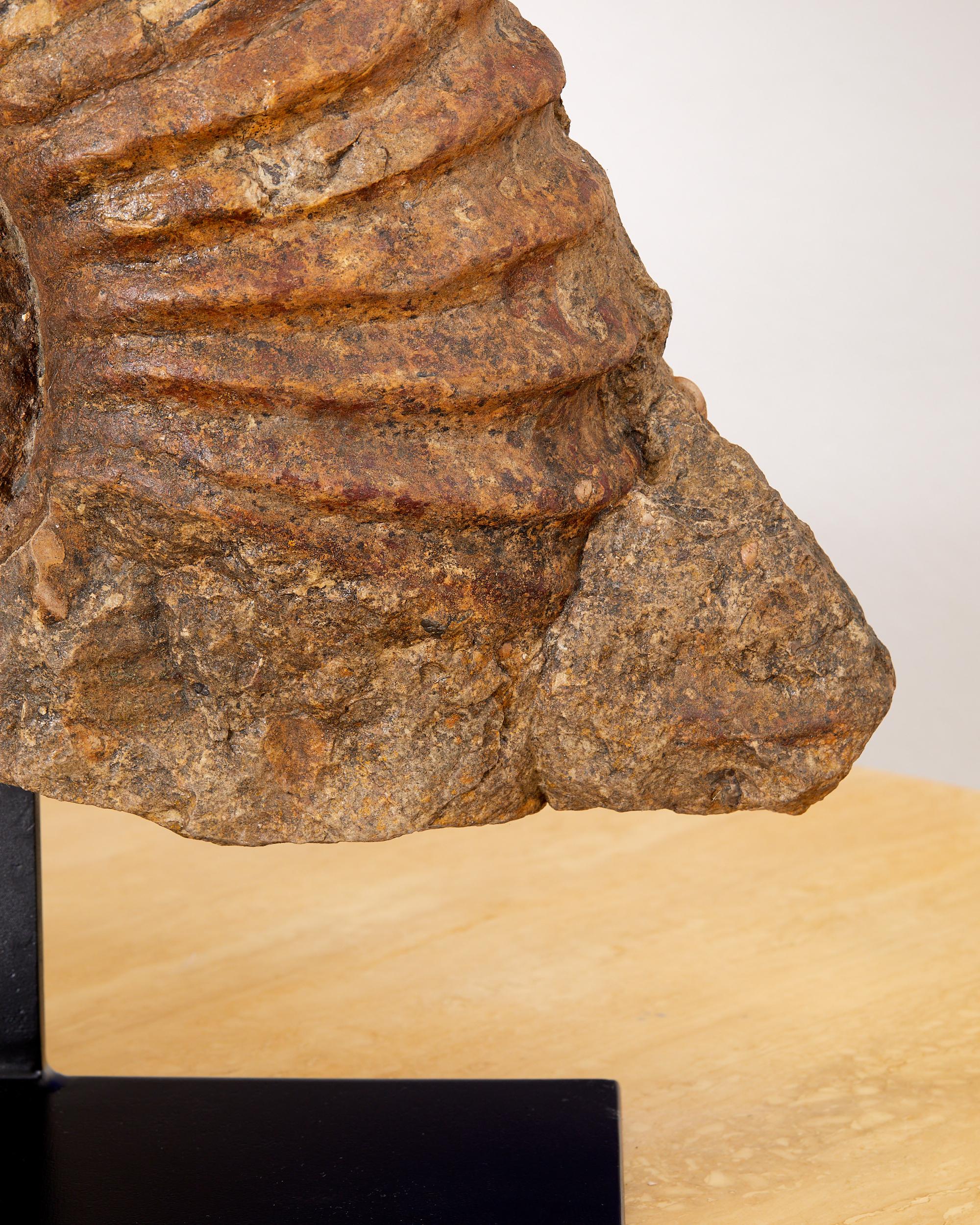Magnifique fossile, ammonite, avec environ 335 millions d'années d'existence. en vente 4