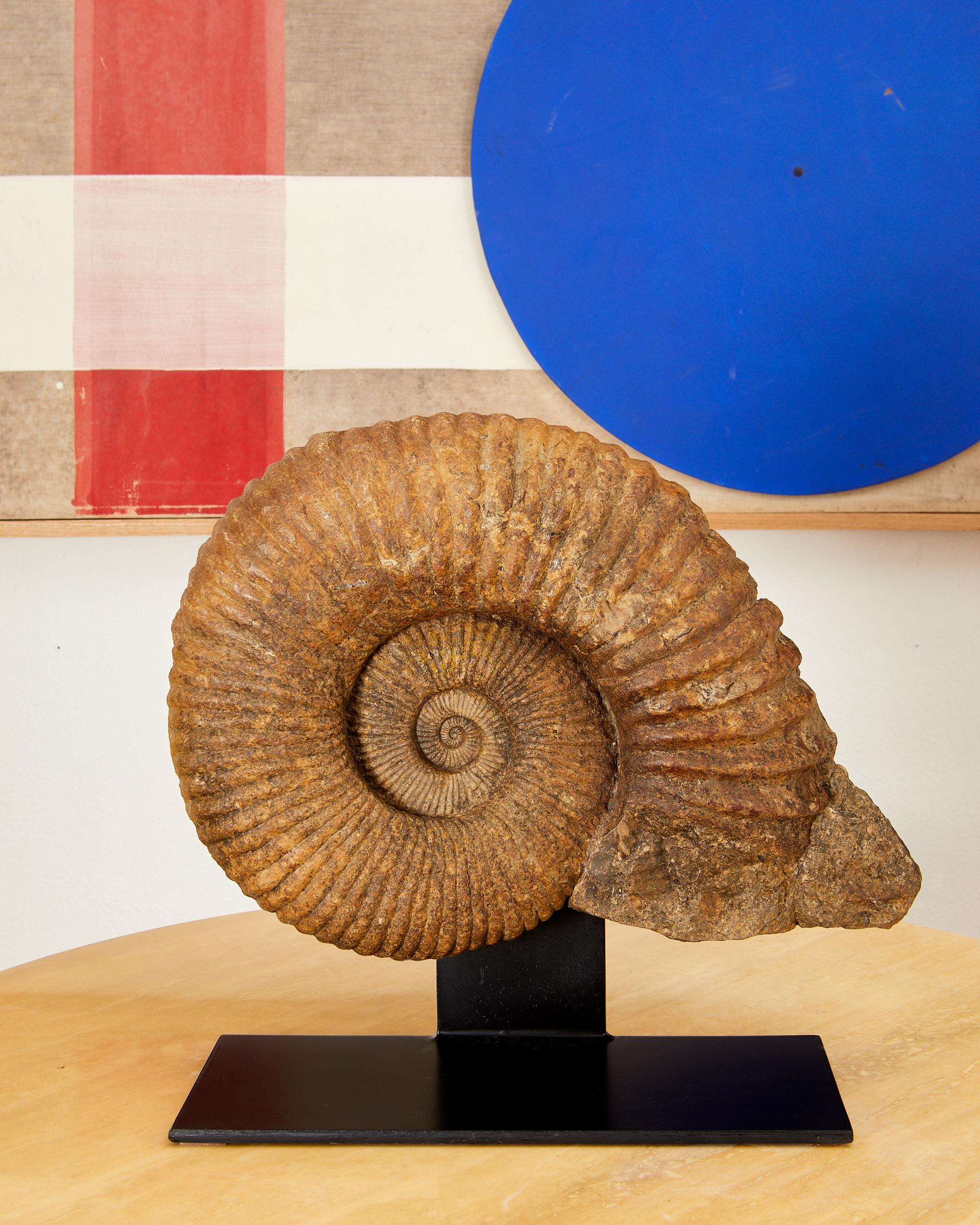 Magnifique fossile, ammonite, avec environ 335 millions d'années d'existence. en vente 5