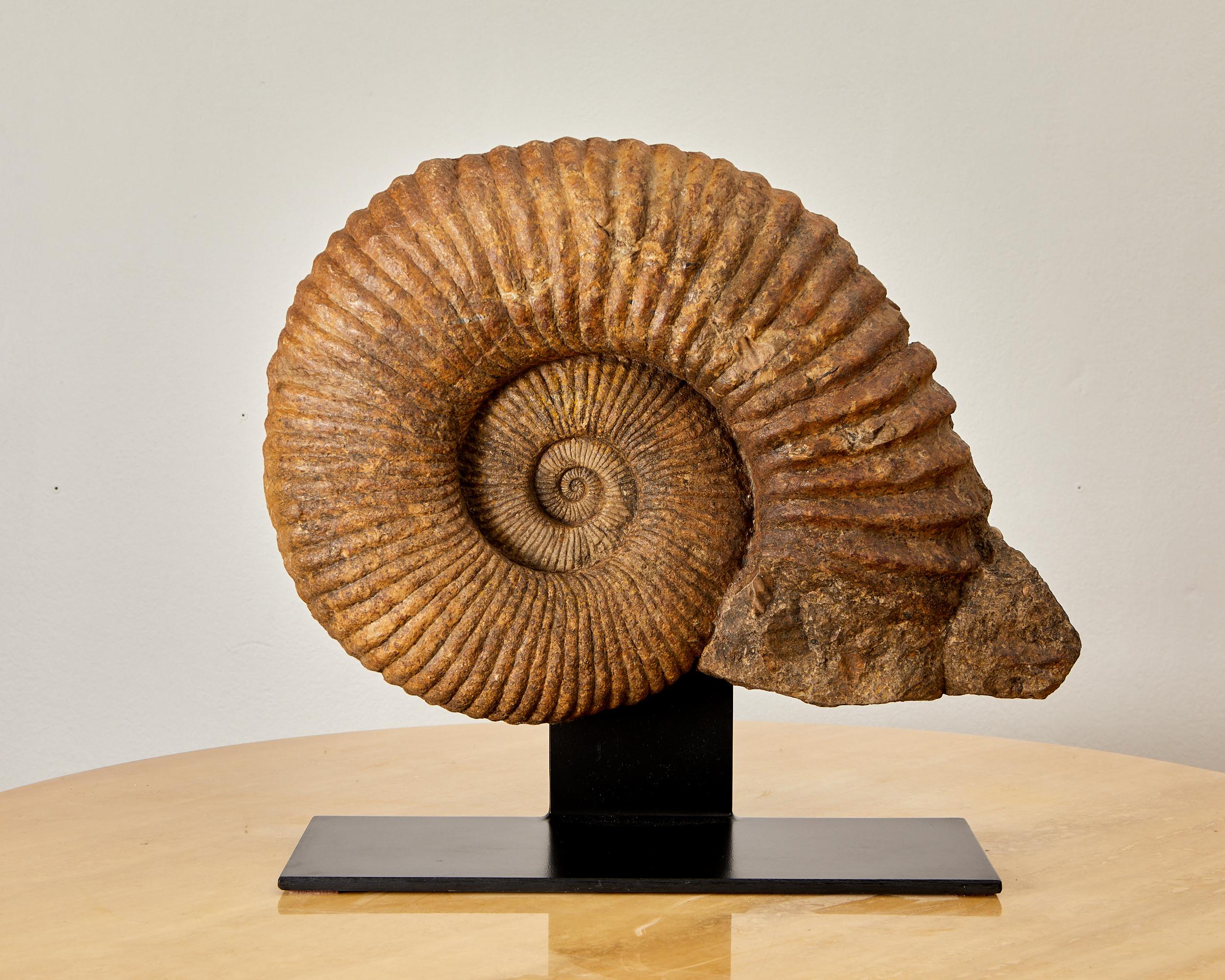 Magnificent fossil,
ammonite, France, Prehistoric,
approximately 335 million years of existence.
Height 55 cm, width 58 cm.