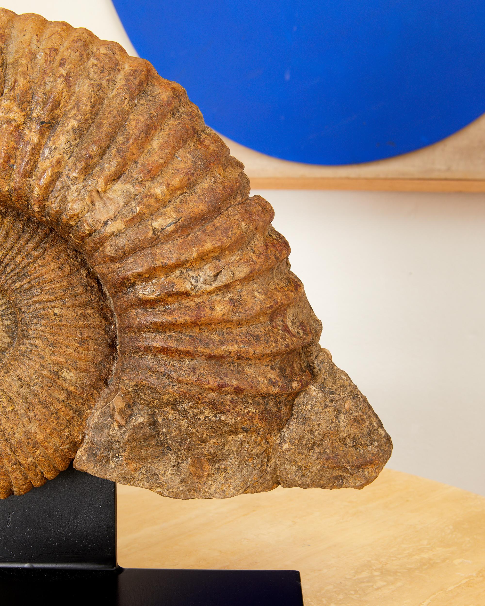 prix ammonite geante