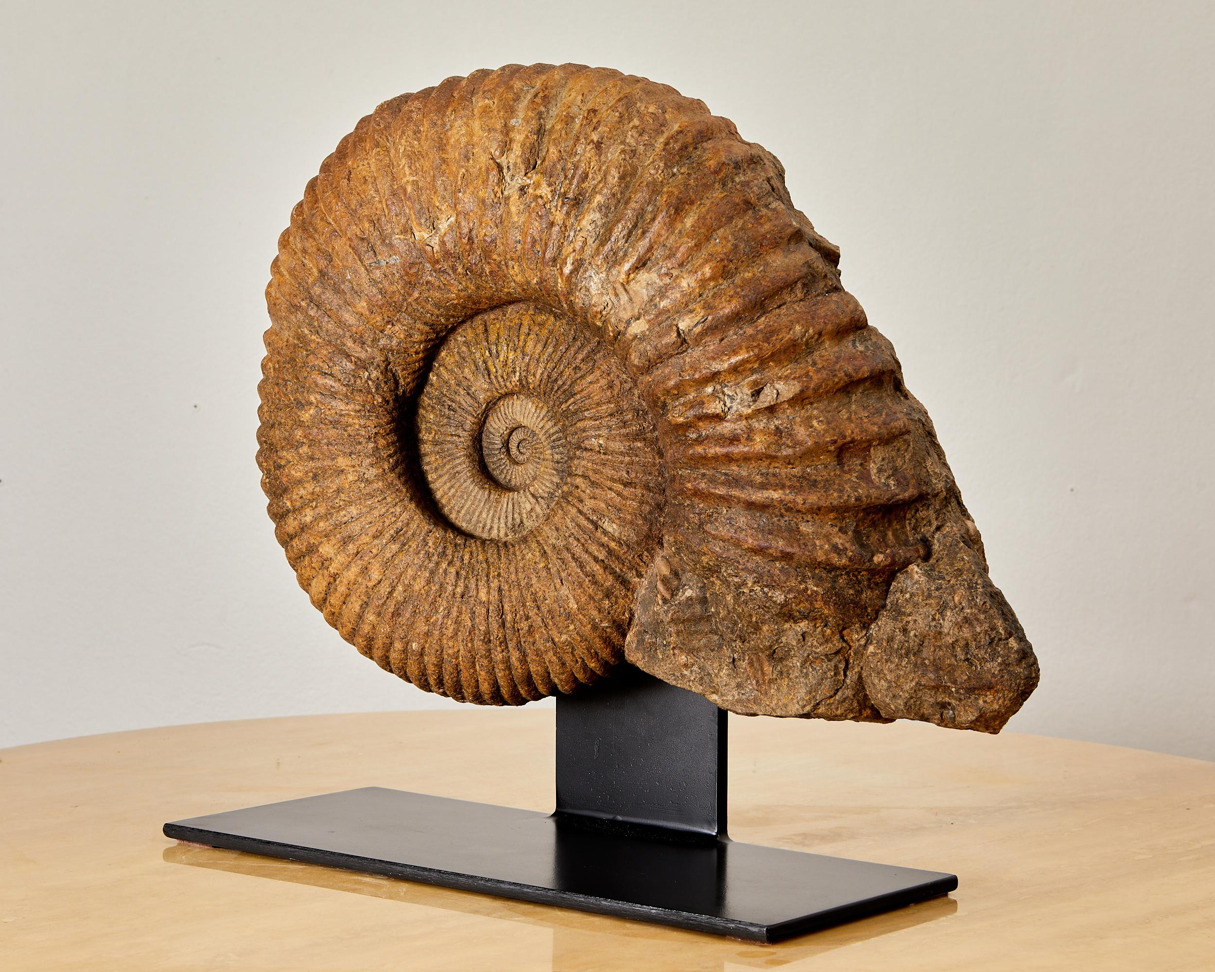 Préhistorique Magnifique fossile, ammonite, avec environ 335 millions d'années d'existence. en vente