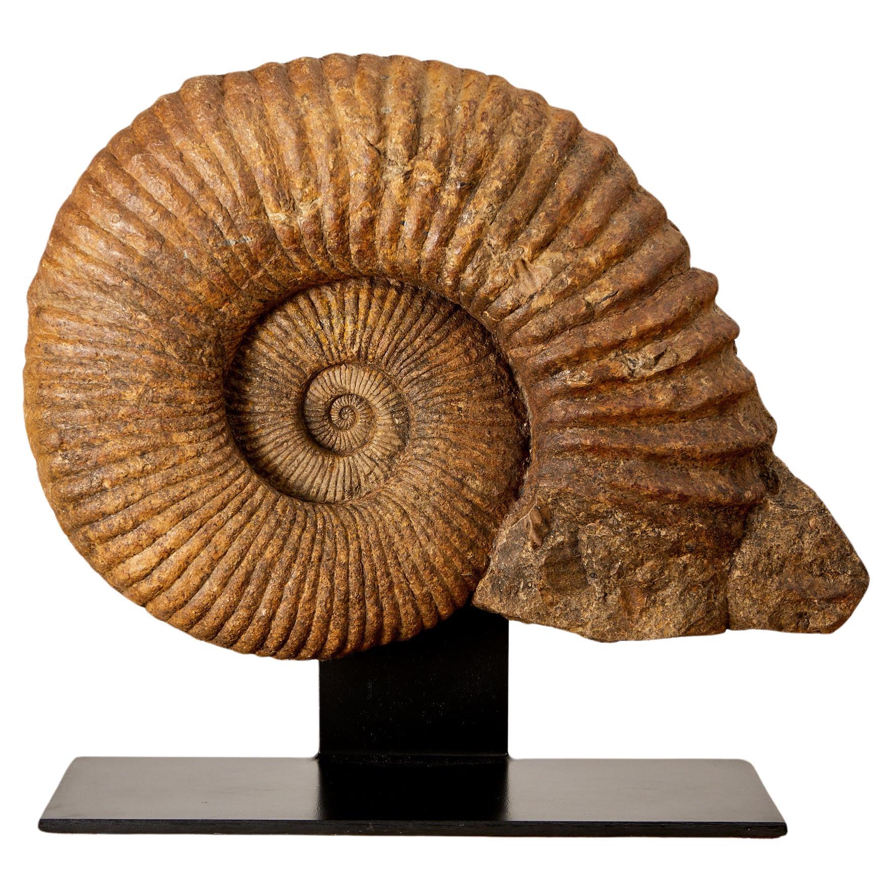 Magnifique fossile, ammonite, avec environ 335 millions d'années d'existence. en vente