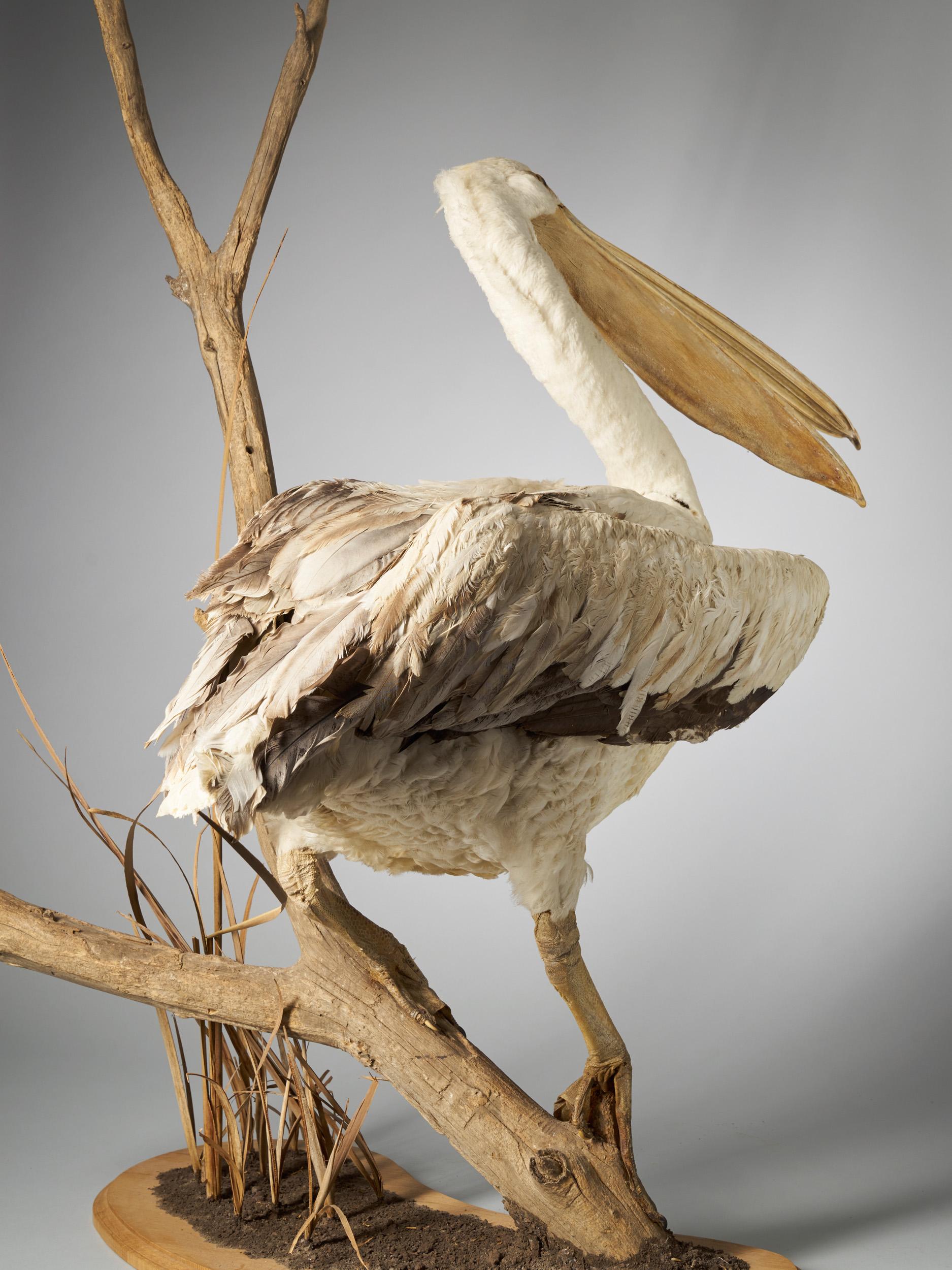 Magnificent Great White Pelican on Decorative Stand 1