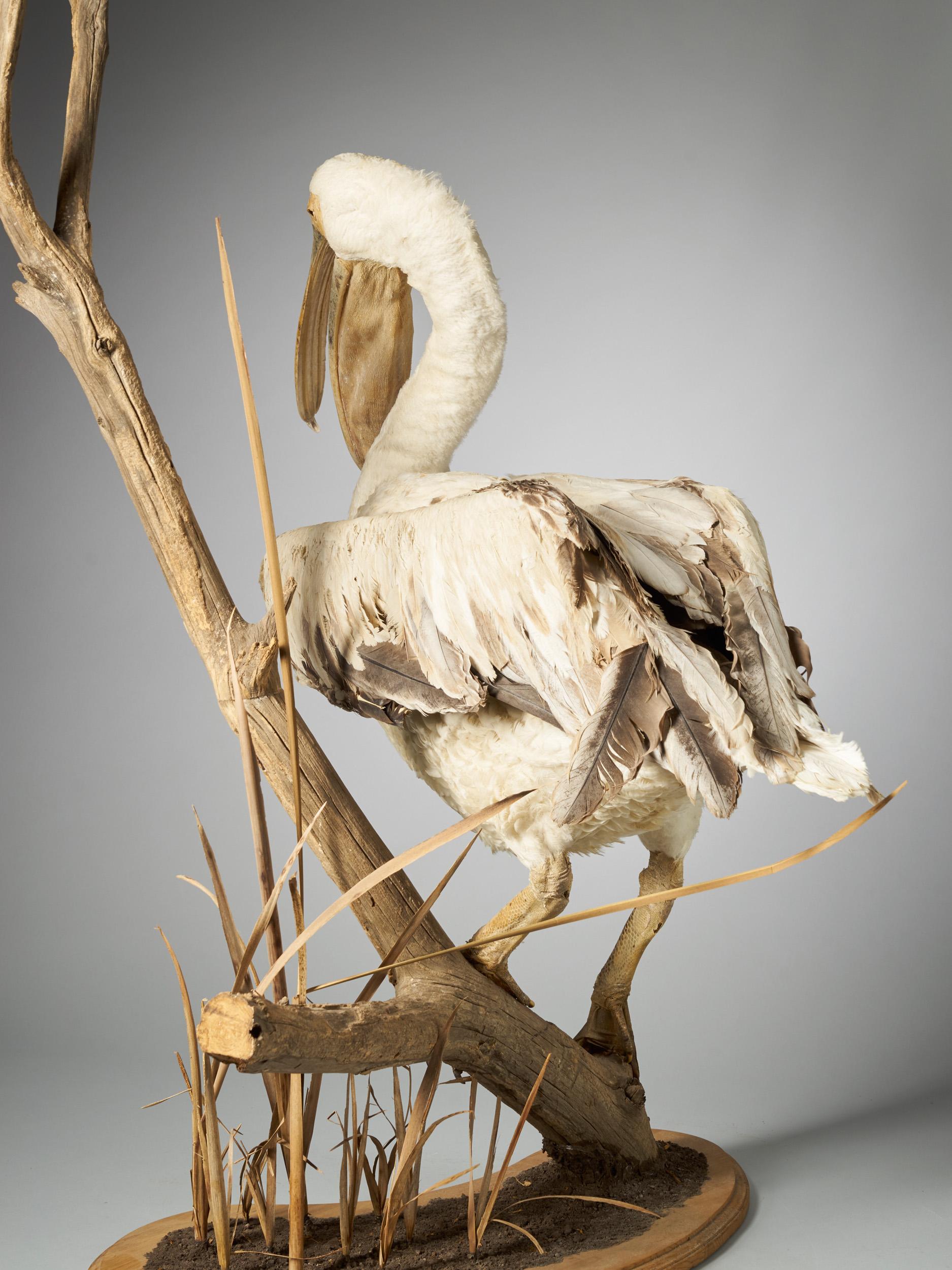 Magnificent Great White Pelican on Decorative Stand 2