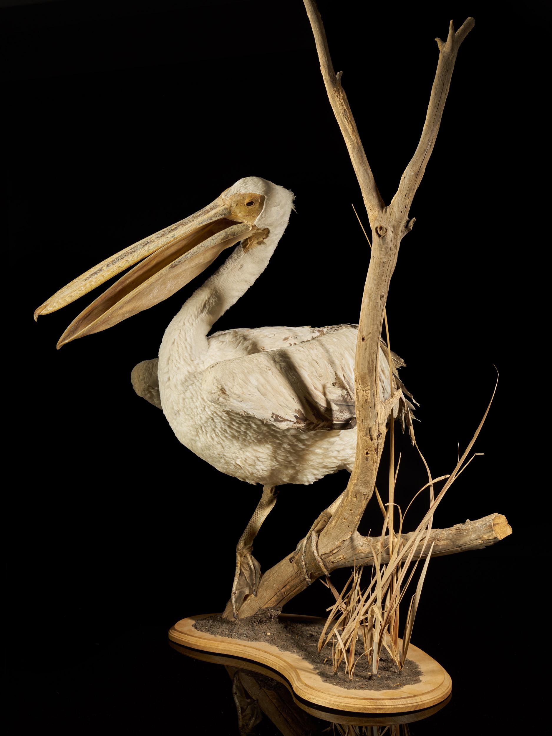 Pelicans are large water birds characterized by a long beak and a large throat pouch used for catching prey and draining water from the scooped-up contents before swallowing. They have predominantly pale plumage and their bills, pouches, and bare