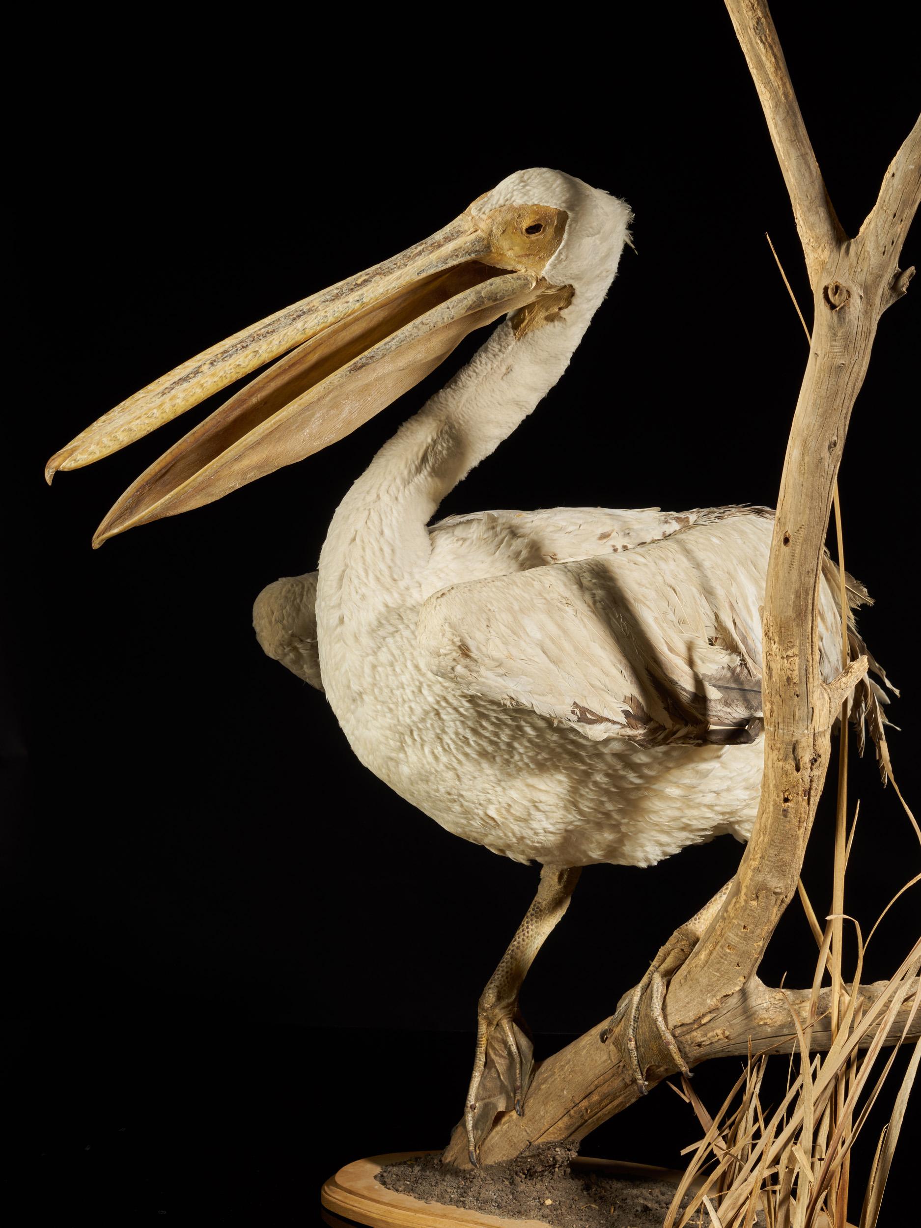 pelican skeleton