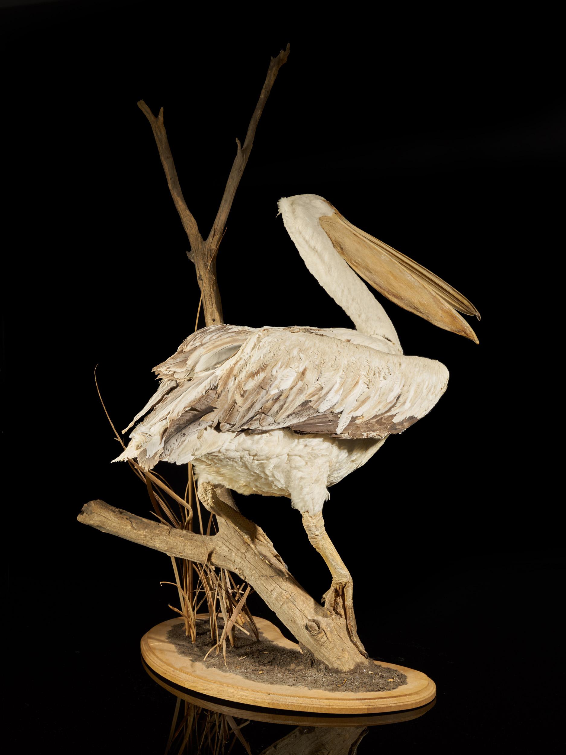 mr pelican ashtray 1950 for sale