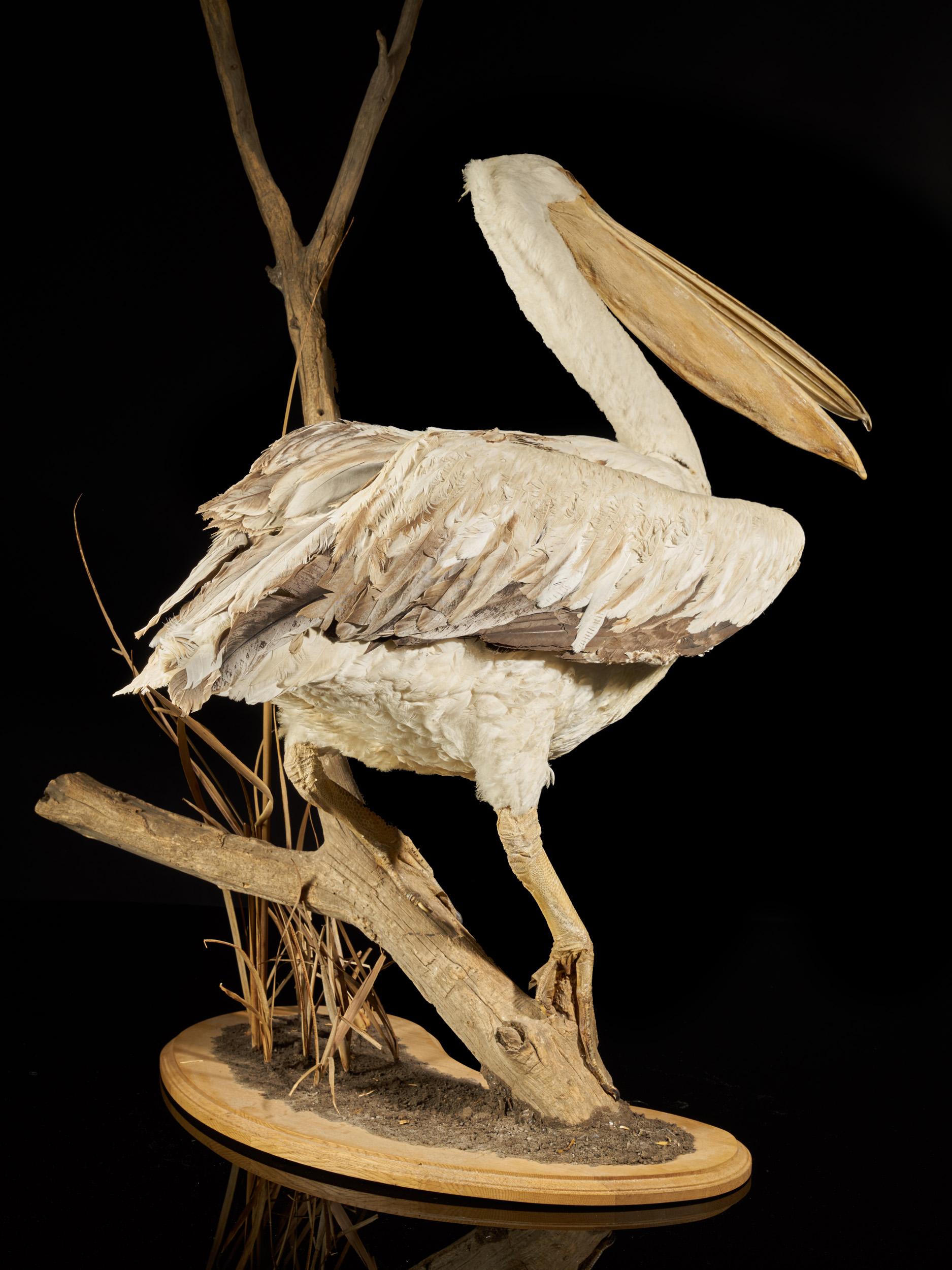 skeleton pelican